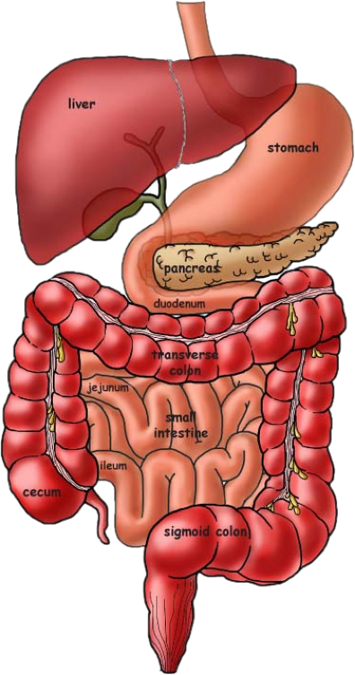 NicePng_digestive-system-png_788885